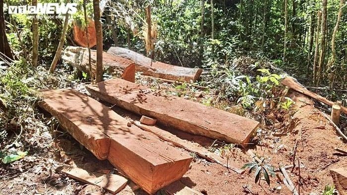 Cận cảnh rừng Mang Yang bị ‘xẻ thịt’ tan hoang tại Gia Lai