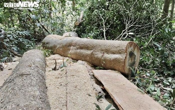 Cận cảnh rừng Mang Yang bị ‘xẻ thịt’ tan hoang tại Gia Lai